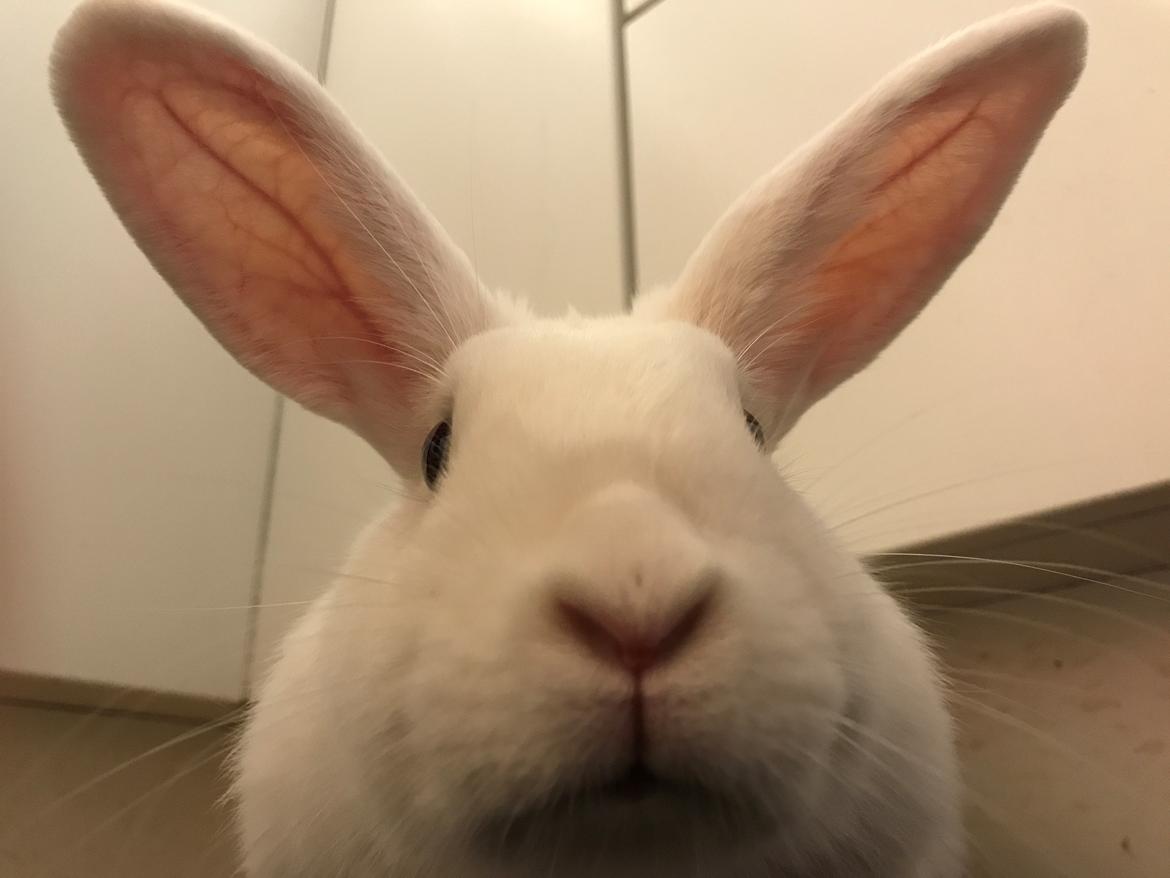 Kanin Prínsessa Sollilja Navajo (himmelkanin) billede 6