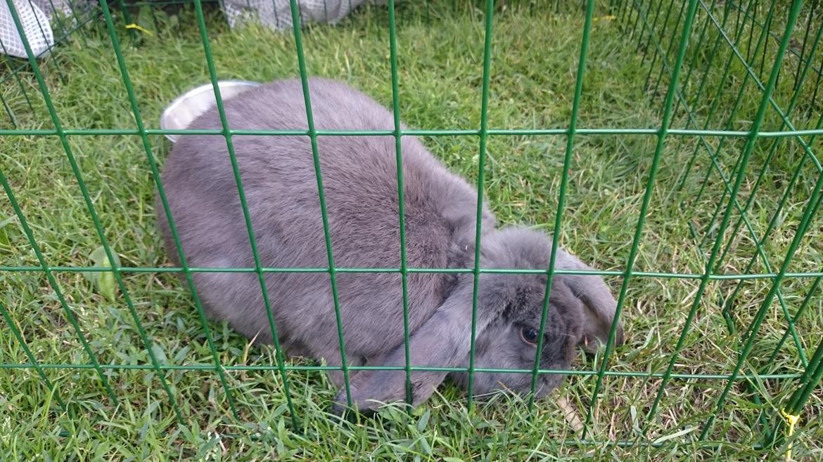 Kanin Karma fransk vædder  - juli 2017, billede 19