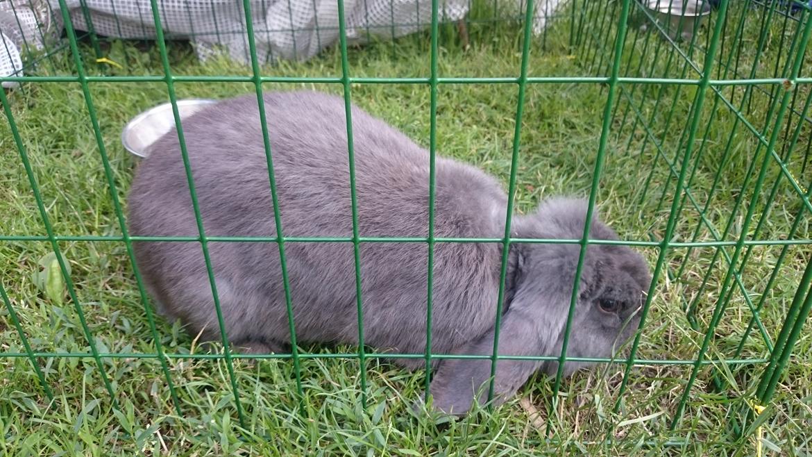 Kanin Karma fransk vædder  - juli 2017 billede 20