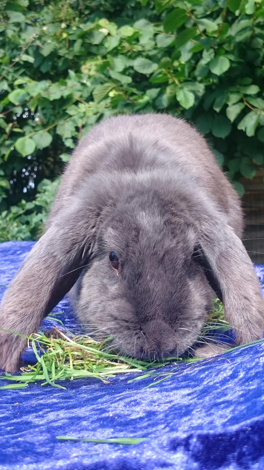 Kanin Karma fransk vædder  - Juli 2017 billede 15