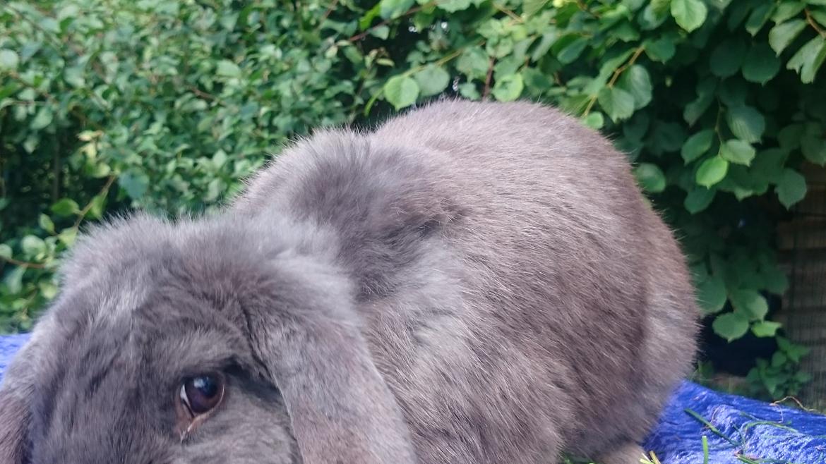 Kanin Karma fransk vædder  - juli 2017 billede 17