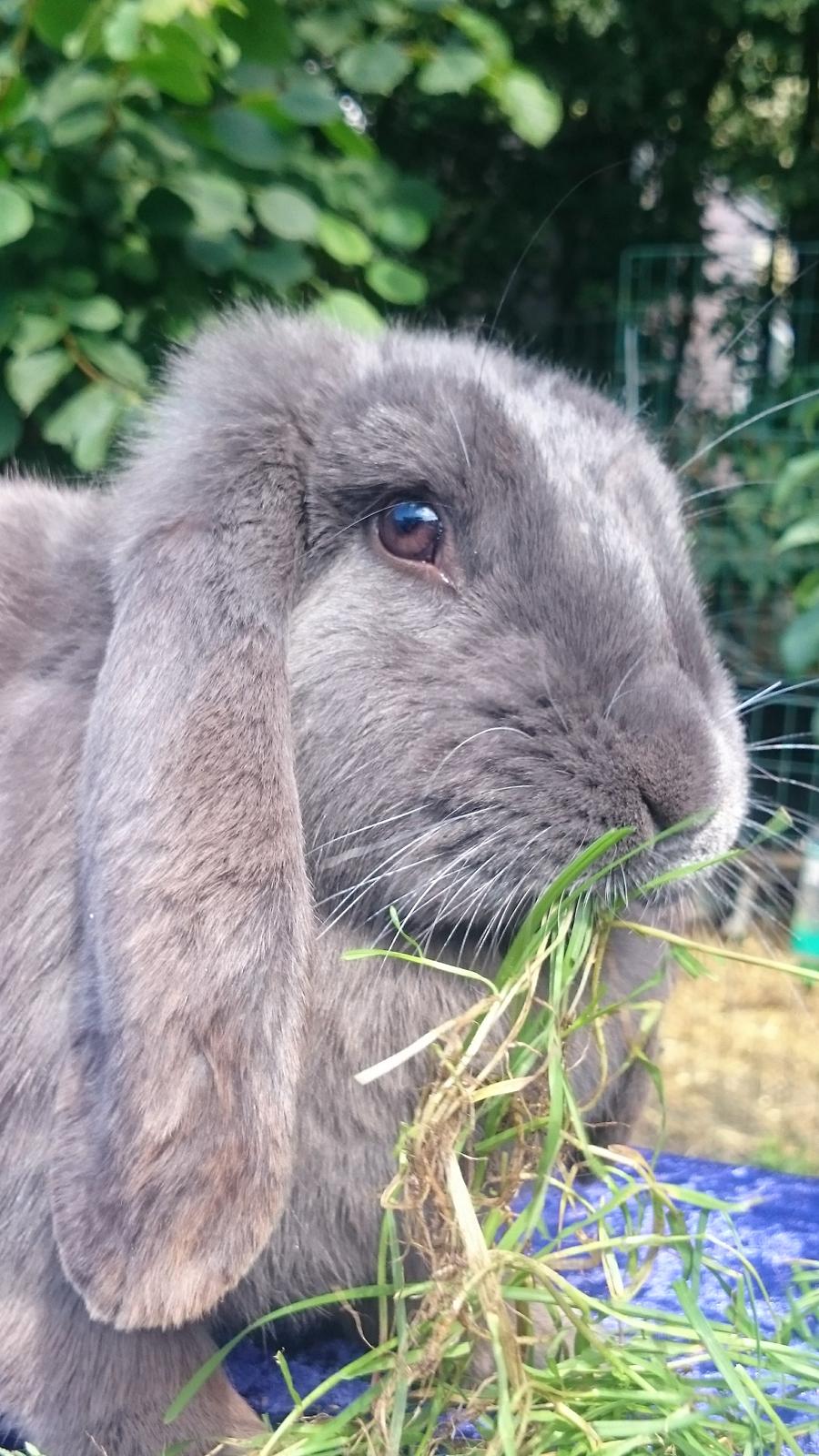 Kanin Karma fransk vædder  - juli 2017 billede 12