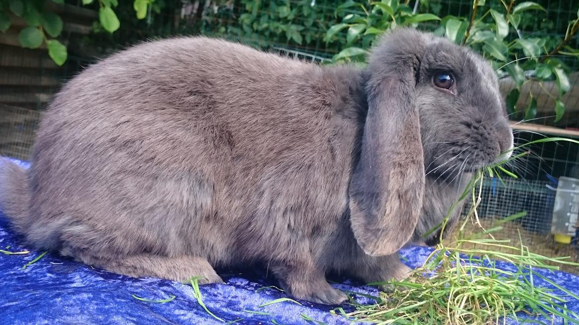 Kanin Karma fransk vædder  - juli 2017 billede 16