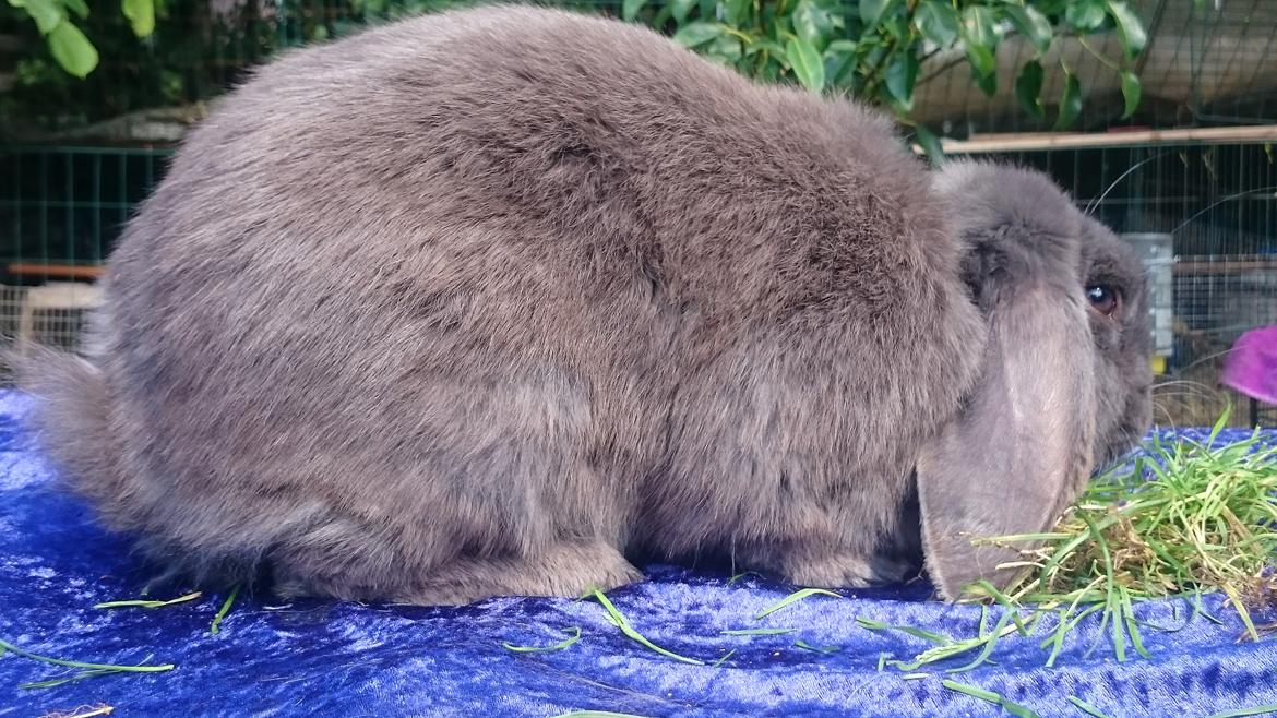 Kanin Karma fransk vædder  - juli 2017 billede 18