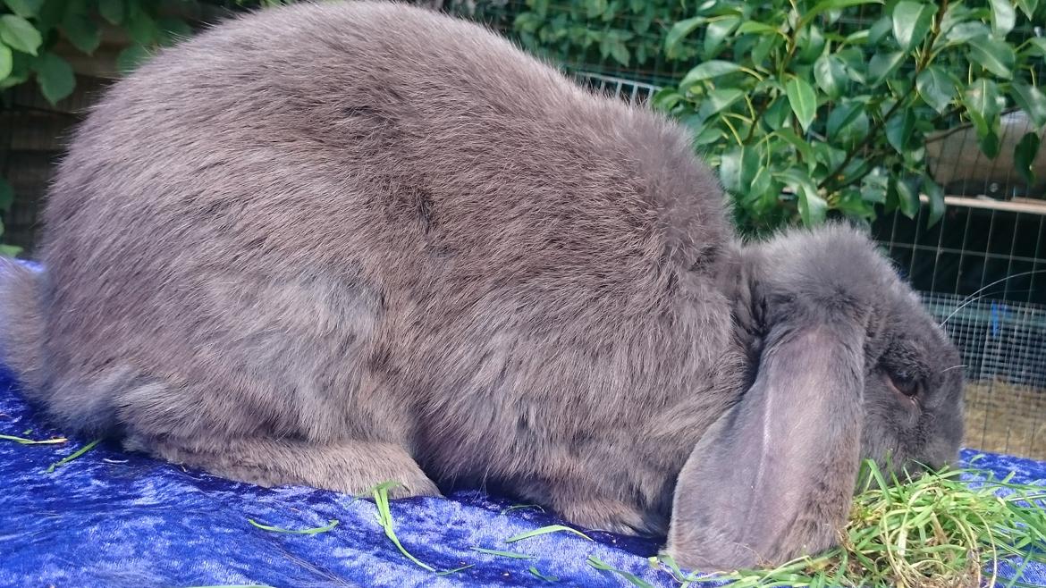 Kanin Karma fransk vædder  - juli 2017 billede 14