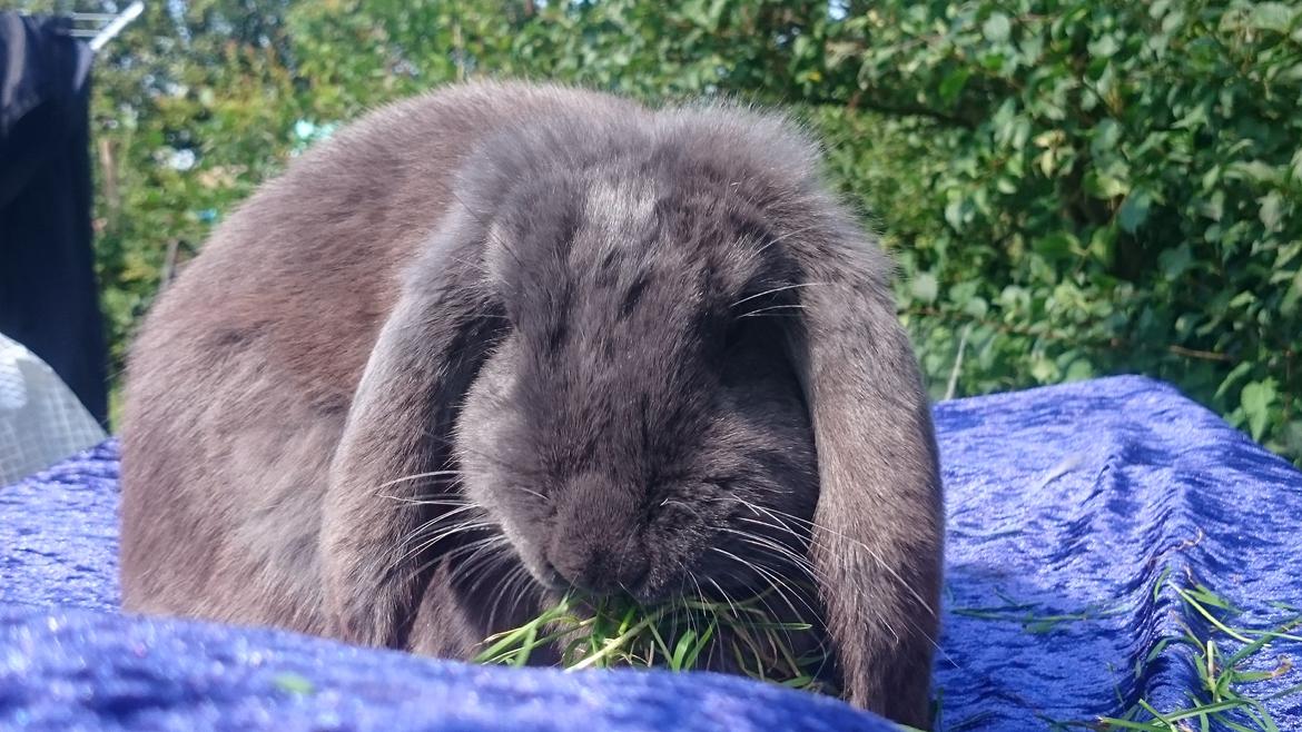 Kanin Karma fransk vædder  - juli 2017 billede 13