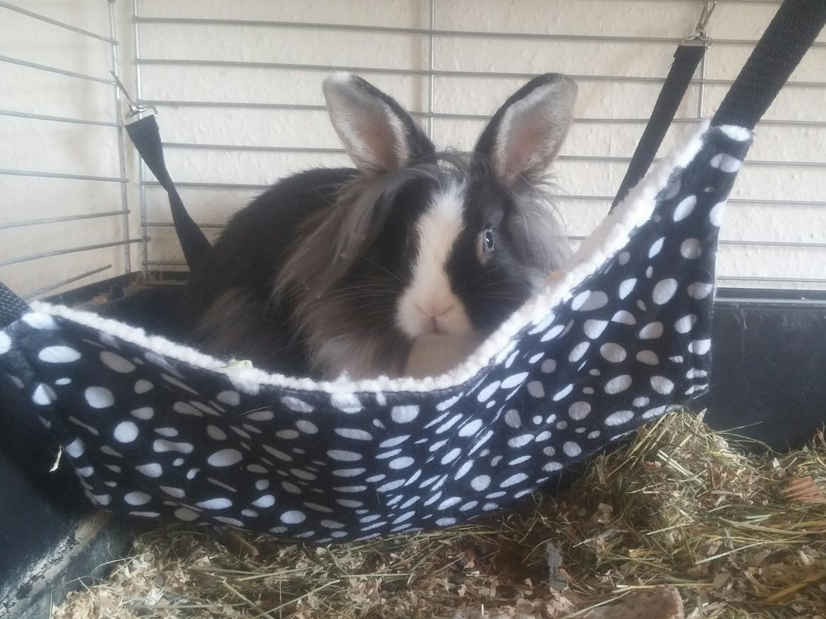 Kanin Ninka Ninus  billede 13