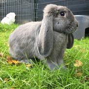 Kanin # Leah - Stald Kasmir