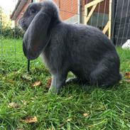 Kanin # Leah - Stald Kasmir