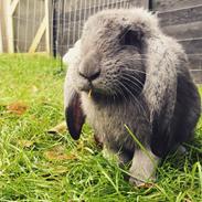 Kanin # Leah - Stald Kasmir