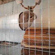 Chinchilla Chilla