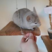 Chinchilla Chilla