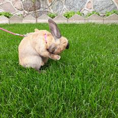 Kanin Moslunds Zafira