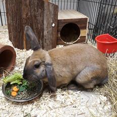 Kanin Moslunds Zafira