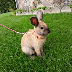 Kanin Moslunds Zafira