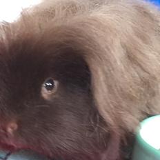 Marsvin Hauge's Quintus aka. Bobby