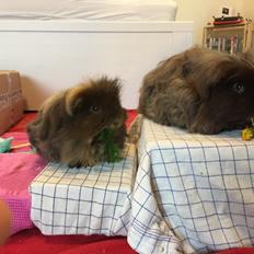 Marsvin Hauge's Quintus aka. Bobby