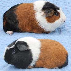 Marsvin JACK van Priscilla Schriever