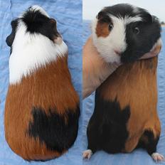 Marsvin JACK van Priscilla Schriever