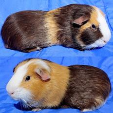 Marsvin MONRAD fra Odense via Piilgaarden