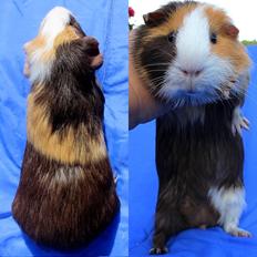 Marsvin MONRAD fra Odense via Piilgaarden