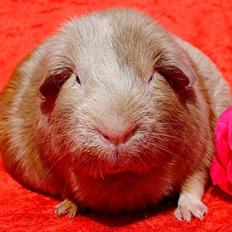 Marsvin Koreskas ZAMBIA