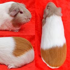 Marsvin Koreskas FELICITY