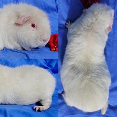 Marsvin ZIMBABWE fra Igelsoe