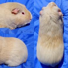 Marsvin Koreskas NADIM