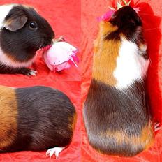 Marsvin Bøgebos LOTUS