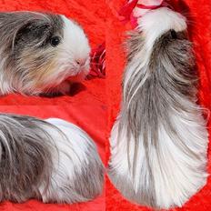 Marsvin MOLLY - fra Bleibak