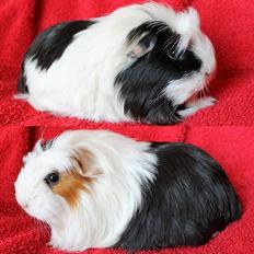 Marsvin Koreskas WHILMA