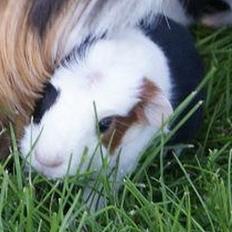 Marsvin Koreskas WHILMA