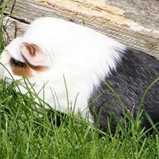 Marsvin Koreskas WHILMA