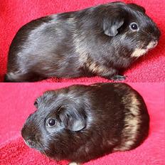 Marsvin Costalinkas MARION