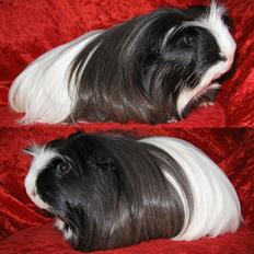 Marsvin A NEW BEGINNING von Hope