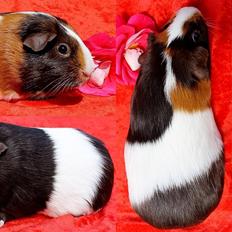 Marsvin Bøgebos MALAI