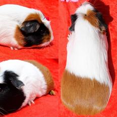 Marsvin Koreskas ÆRTEBLOMST