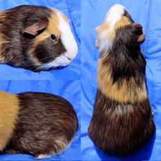 Marsvin MONRAD fra Odense via Piilgaarden