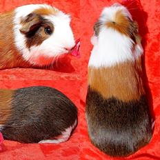 Marsvin ÆSMARALDA via Børgesens Dyrehandel