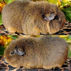 Marsvin DAGNY ov Darkthrone