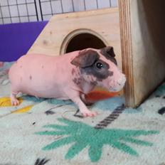 Marsvin Bertha *Tidl. gris* <3