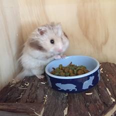 Hamster Colour Points Mali