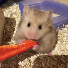 Hamster Colour Points Mali