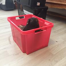 Marsvin Saagers Anthon