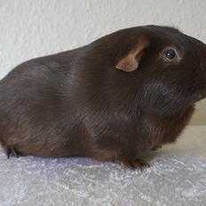 Marsvin Saagers Anthon