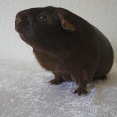 Marsvin Saagers Anthon