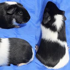 Marsvin Koreskas BLUE EYES