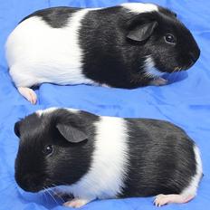 Marsvin Koreskas BLUE EYES