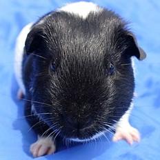 Marsvin Koreskas BLUE EYES